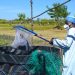 FAO Cameroun.
La FAO offre une formation en aquaculture à des personnes déplacées au Cameroun.